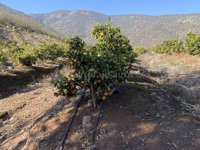 #7 - Campo para Venta en Melipilla - XIII - 1