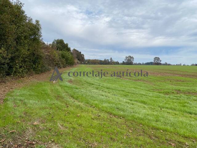 #10 - Campo para Venta en Freire - IX - 2