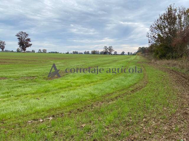 #10 - Campo para Venta en Freire - IX - 3