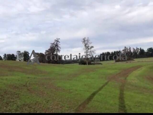 #10 - Campo para Venta en Freire - IX - 1