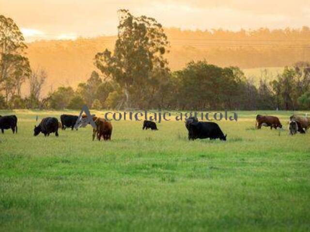 #18 - Campo para Arriendo en Máfil - XIV - 1